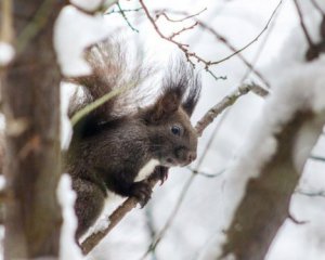 Якою буде погода в Україні у переддень Різдва: оновлений прогноз