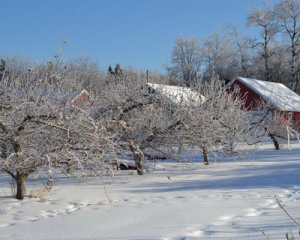 Як уберегти дерева й квіти від перепадів температури взимку ‒ корисні поради