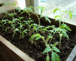 Як правильно вирощувати розсаду на підвіконні ‒ корисні поради