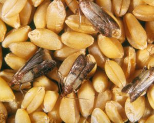Как вывести моль из продуктов на кухне – полезные советы