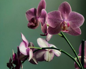 Почему орхидеи не советуют держать дома: предрассудки и реальные угрозы