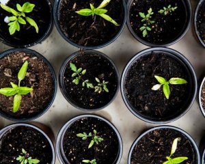 Як підготувати ґрунт для розсади ‒ три перевірені методи