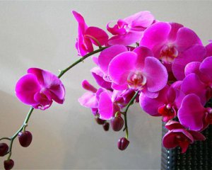 Как ухаживать за орхидеями дома - полезные советы