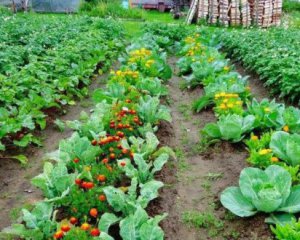 Коли починати садити городину ‒ народні прикмети