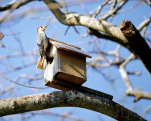 Що робити в саду в перші дні весни: корисні поради