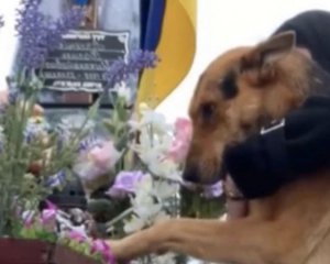 Пес щодня приходить на могилу українського захисника: ведучий розповів щемливу історію