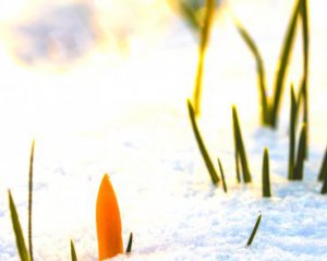 Потеплеет до +11℃: синоптики дали прогноз на 3 марта