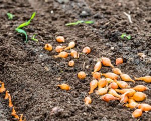 Чем удобрять лук и как готовить почву – советы на весну