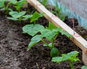 Как правильно сеять огурцы: советы огородникам