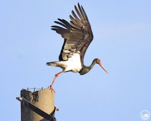 У зоні відчуження живуть рідкісні чорні лелеки: фото