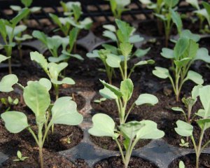 Як правильно садити капусту: корисні поради
