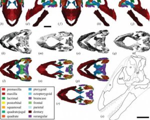 Археологи нашли нетипичный череп динозавра