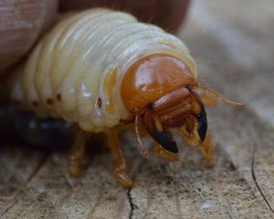 Как избавиться от личинок майского жука: народные методы