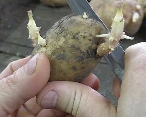 Чи потрібно розрізати картоплю перед садінням: що важливо знати
