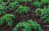 Як правильно садити помідори: відстань між стеблами має значення
