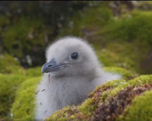 Полярники на відео показали пташеня головного пернатого хижака Антарктики