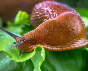 Допоможе пиво: надійні народні способи боротьби зі слимаками