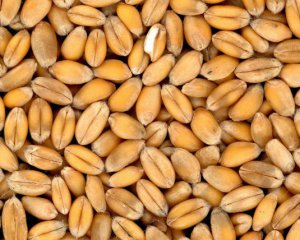 Росія погрожує заблокувати зернову ініціативу й висунула вимоги