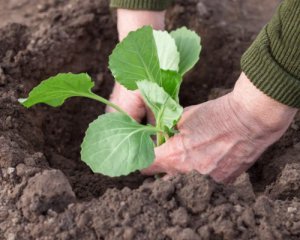 Коли і як садити капусту: важливі поради