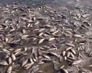 Появились апокалиптические кадры массового мора рыбы после подрыва ГЭС
