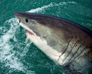 В туристической Хургаде акула СЪЕЛА РОССИЯНИНА: видео 18+