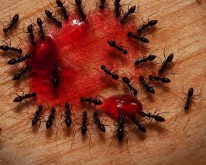 Как быстро выгнать муравьев из кухни: подсказали действенный способ