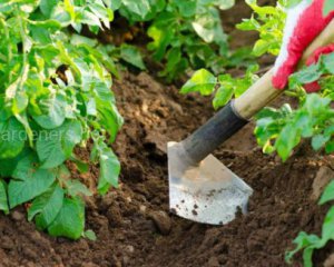 Підгортання та захист від шкідників: що у червні роблять з картоплею на городі