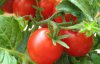 Як вберегти розсаду помідор після дощу: ці методи допоможуть