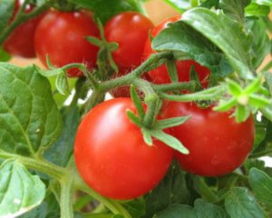Как уберечь рассаду помидор после дождя: эти методы помогут