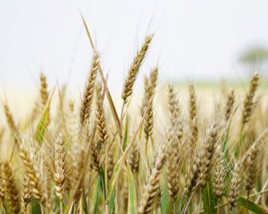 Шансів у "зернової угоди" немає – Пєсков