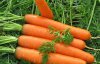 Велика і солодка: чим підживлюють моркву у червні для її росту