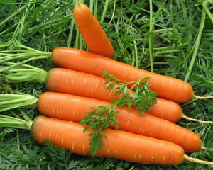 Большая и сладкая: чем подкармливают морковь в июне для ее роста