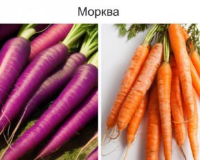 Морковь – фиолетовая, персик размером с вишню: какими были овощи и фрукты до селекции
