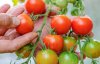Чем подкормить помидоры, чтобы быстрее созрели
