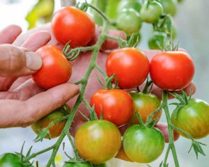 Чим підживити помідори, щоб швидше дозріли