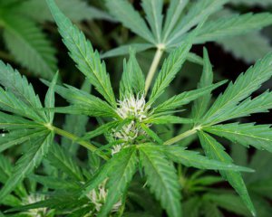 Президент підтримав легалізацію медичного канабісу