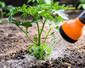 Чем поливать помидоры, что был богатый урожай: полезные советы