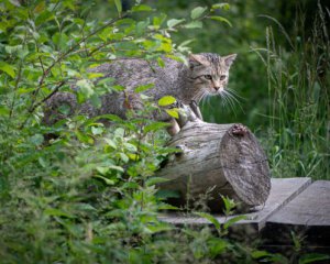 У Карпатах у фотопастку потрапив рідкісний хижак