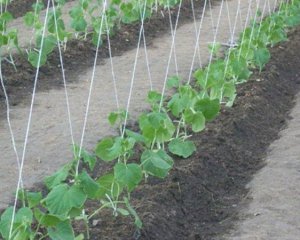Як правильно підв&#039;язувати огірки, щоб був великий урожай: поради городникам