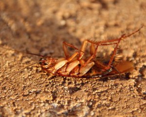 Долго не протянут: четыре действенных способа избавиться от тараканов