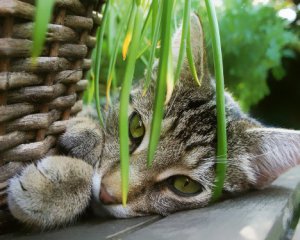 Почему коты едят растения и как их от этого отучить