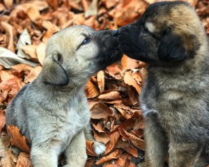 Як довго цуценята пам'ятають свою матір після розставання. Відповідь здивує