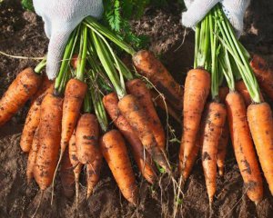 Когда и как выкапывать морковь: советы огородникам