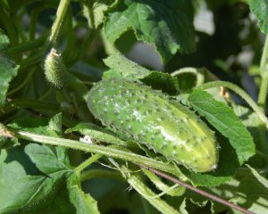 Огірки сохнуть, помідори печуться: який трюк врятує овочі від спеки