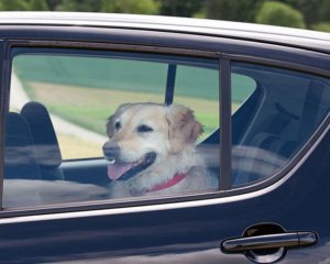 Чому собаку і кота небезпечно залишати в авто у спеку