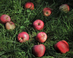 Що робити з опалими яблуками. Три варіанти