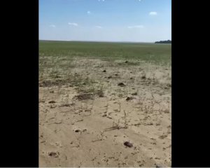 Каховское водохранилище снова становится большим лугом: видео