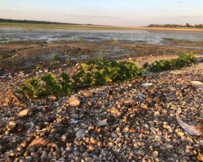 На дні Каховського водосховища утворилися городи: там вирощують не лише картоплю