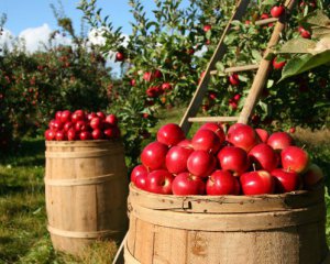 Несколько шагов, как сохранить яблоки к следующему сезону