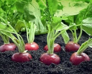Как посадить редиску, чтобы собрать хороший урожай до холодов